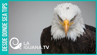 La OTAN contra Rusia: La guerra urgente que necesita Washington más que nunca