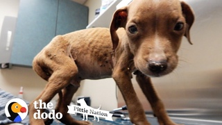 Pit Bull Puppy Is Huge And Handsome Now | The Dodo Pittie Nation