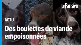 « On est sous le choc » : trois chiens meurent empoisonnés lors d’un championnat de Canicross