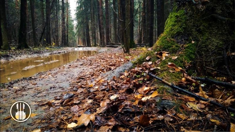 шум дождя и пение птиц в лесу глубокое расслабление. шумит лес лицу жарко а со спины. звуки природы дождь в лесу. осенние листья кружат. дождь в лесу.