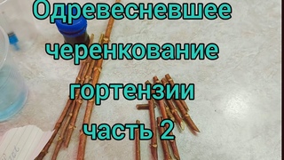 Одревесневшее черенкование.Часть 2 Устанавливаю ,обо всех нюансах. Субстрат,температура и т.д