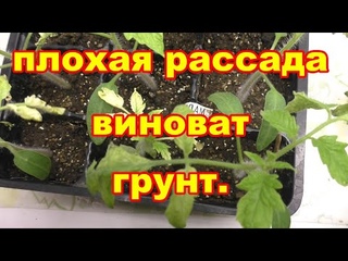 Плохая рассада из- за покупного грунта