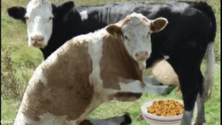 Мурзилки В зюзю