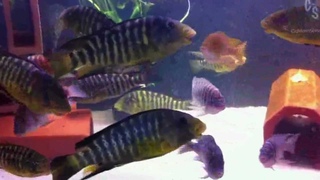 Petrochromis Macrognathus Katumbi Point