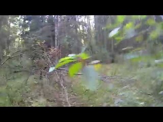 Шушмор. Урочище Юра.  Мещерская глухомань