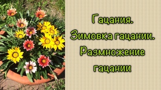 Гацания. Зимовка гацании. Размножение гацании