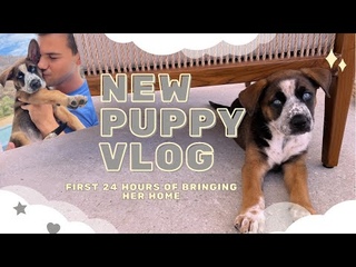 NEW PUPPY VLOG // first 24 hours