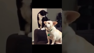Собачьи уши - приманка для кота.  Смешные животные