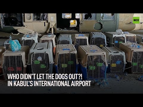 Who (didn t) let the dogs out In Kabul s international