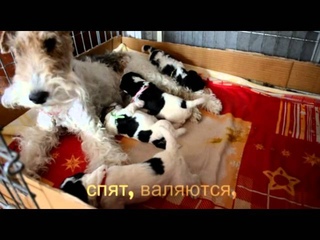 первый месяц жизни фоксят (В)