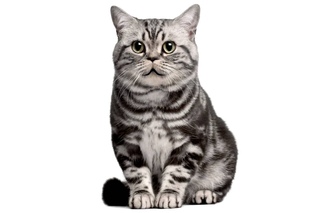 Поющие коты