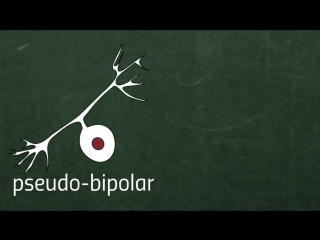 Нервные клетки, нерв, аксон, синапсы - основные понятия нервной системы