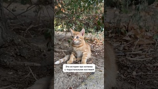 Котенок Виски с Хрустальным костями