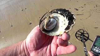 Beach metal detecting for more treasure