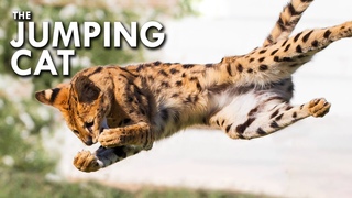 Serval: The Jumping Cat