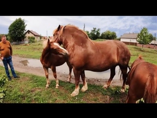 НОВООЛЕКСАНДРІВСЬКІ ВАГОВОЗИ/КОНІ В ВАШКІВЦЯХ/Коні Ваговози/horses in Ukraine