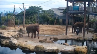 Elephant Cam