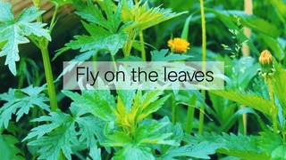 Fly on the leaves / Муха на листьях