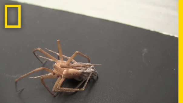 Watch: Kinky Male Spiders Tie Up Females to Survive Sex, National