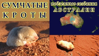 СУМЧАТЫЕ КРОТЫ - Подземные создания Австралии