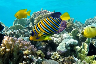 Подводный мир Макади, Красное море, Египет. Underwater World of Makadi, Egipt 2015. (4K)