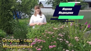 Как чувствует себя тысячелистник на второй год