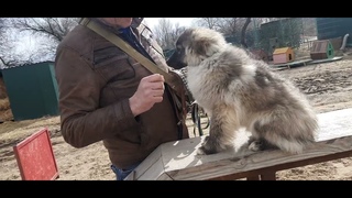 г. Цыпа и Чита на дрессировочной площадке.