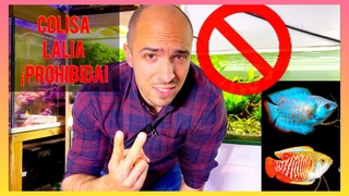 ¡URGENTE! QUIEREN PROHIBIR LA COLISA LALIA