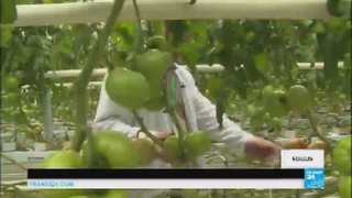 En Russie, l’embargo contre l’Occident profite-t-il aux agriculteurs ?