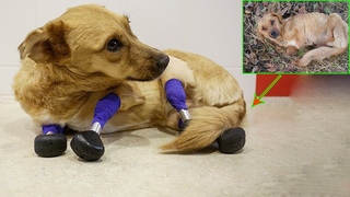 Love Has Erased All The Pain That She Had To Endure To Be The Most Special Dog In The World