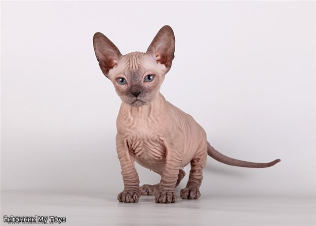 Надежда Иванова | Иркутск