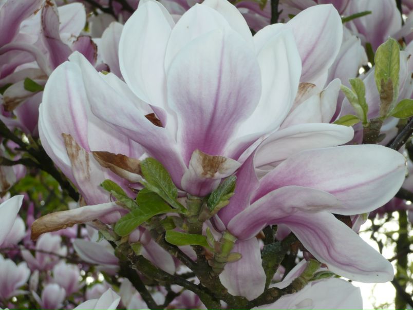 №23, Галина Компанец, 70 лет №23, Галина Компанец, 70 лет