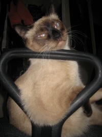 Ирина Мищенко