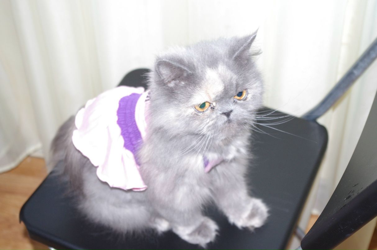 Танечка Станкевич | 