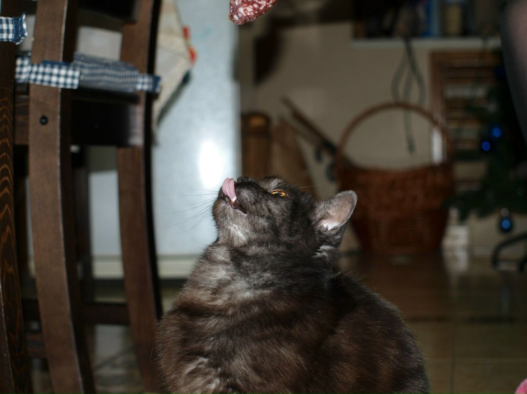 Ярослав Влах | Краснодар