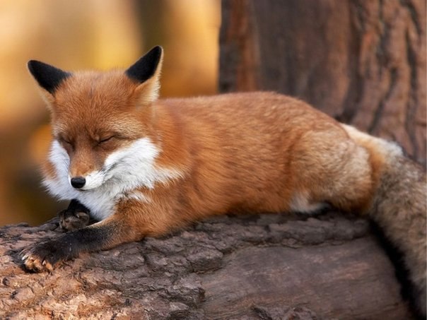 Ирина Лялина | Екатеринбург