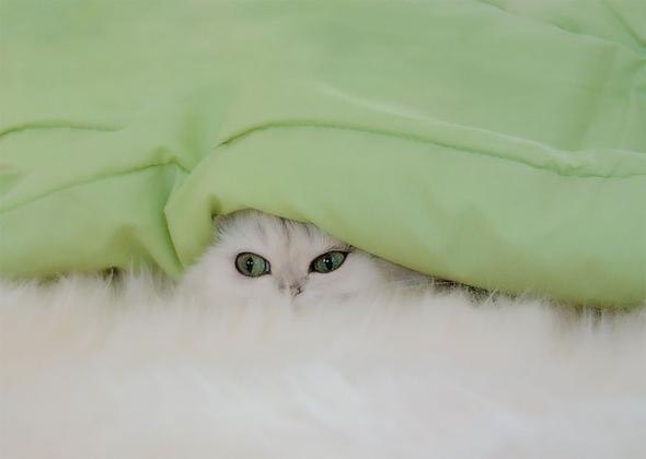 Полина Смирнова | 