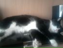 Фотография Котэ Котэ