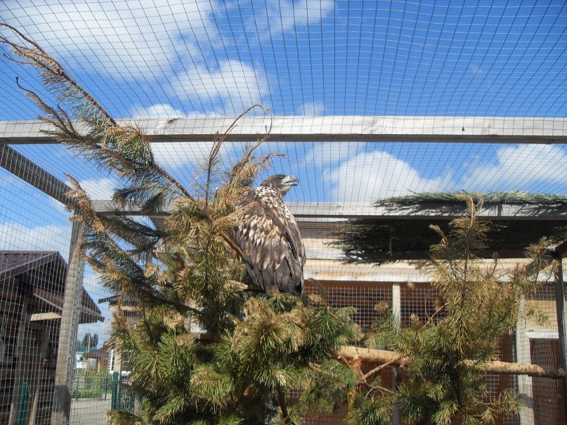 Елена Козырева | Луга