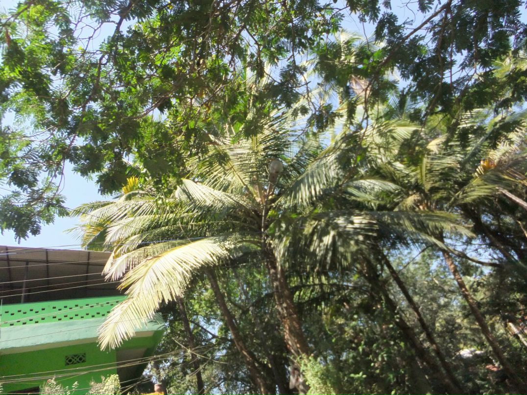 Наталья Николаева-Иванова | Санкт-Петербург