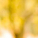 №8, Уляна Каракоцюк, Гусятин №8, Уляна Каракоцюк, Гусятин