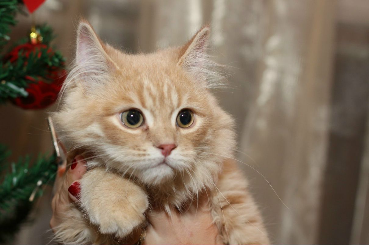 Катя Князева | Санкт-Петербург