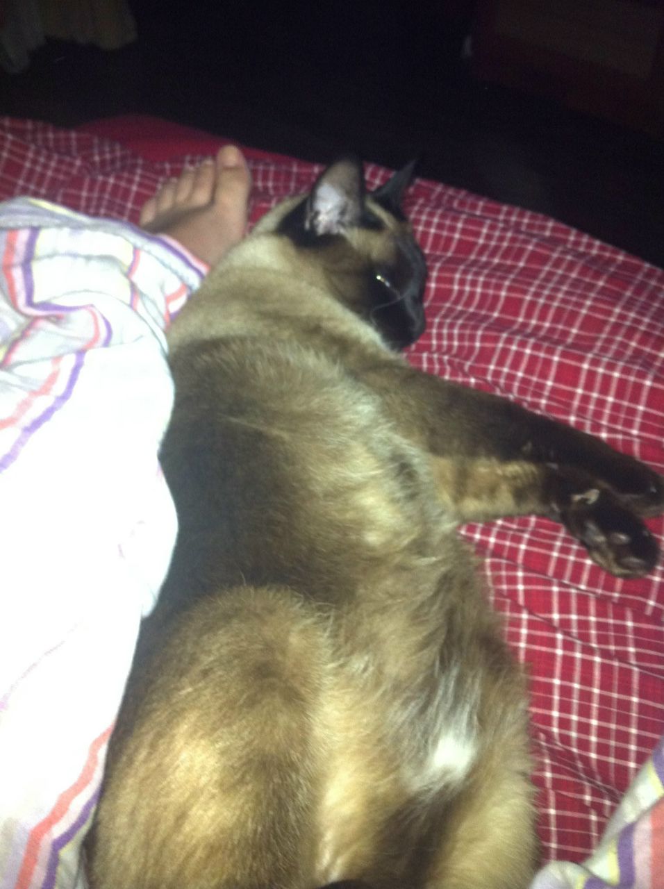 Нелли Журавлева | Краснодар