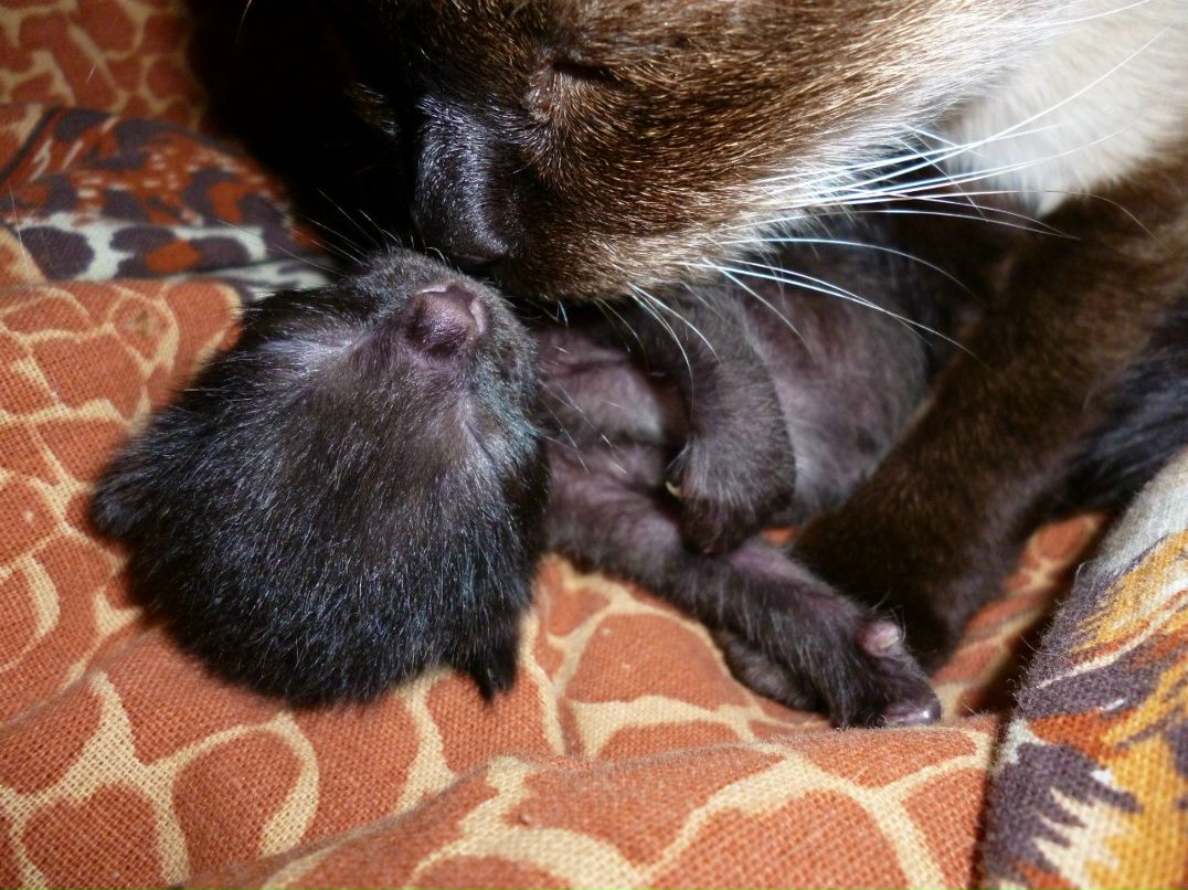 Наталья Шенцова | Балаково