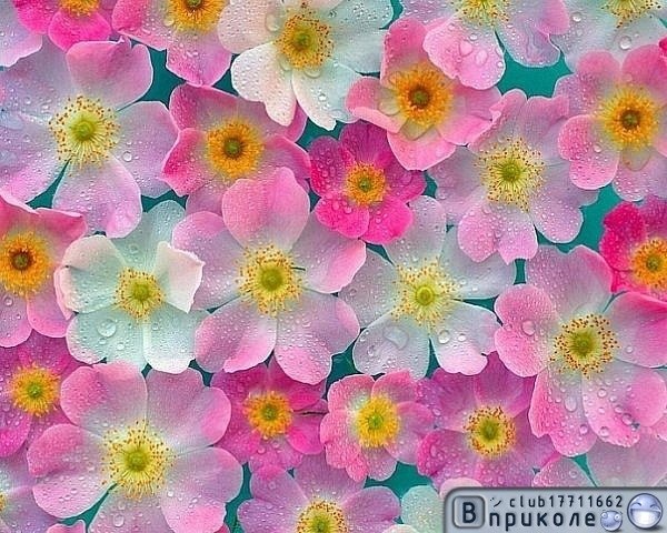 Наталья Абрамова ♡♡♡Ƹ̴Ӂ̴Ʒ°НАТУСИК♡♡♡Ƹ̴Ӂ̴Ʒ° | 