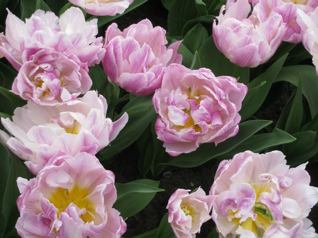 Светлана Антоновская | Санкт-Петербург