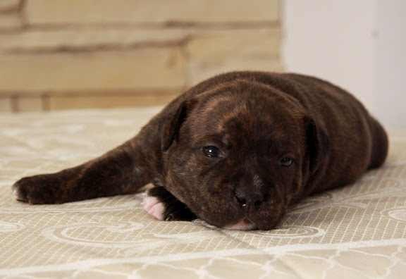 Карина Алтышова | Москва