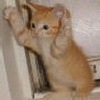 Аватар: Кот Кот
