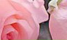 Анна Береснева | Черновцы