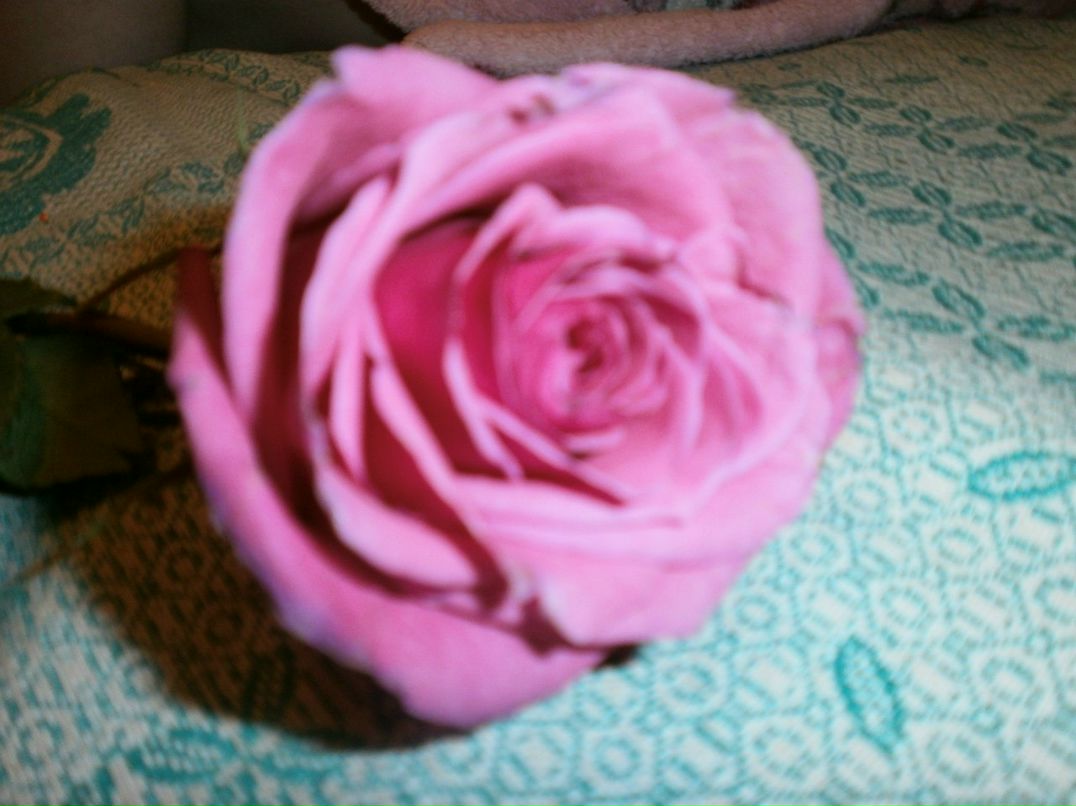 Светлана Нечаева | Череповец